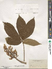 Aesculus flava image