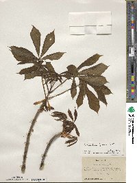 Aesculus flava image