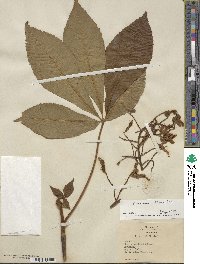 Aesculus flava image