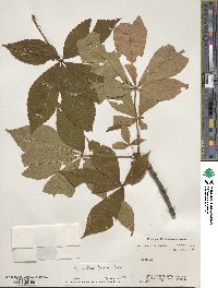 Aesculus flava image