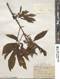 Aesculus flava image