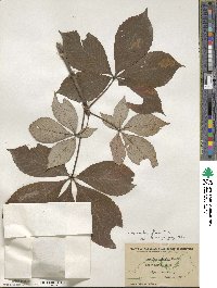 Aesculus flava image