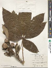 Aesculus flava image