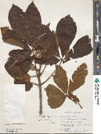 Aesculus flava image