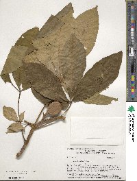 Aesculus flava image