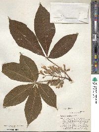 Aesculus flava image