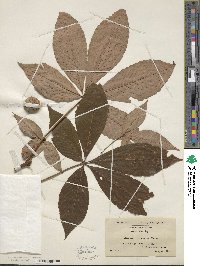 Aesculus flava image