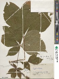 Aesculus flava image