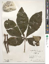 Aesculus flava image