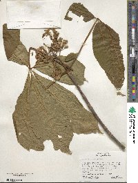 Aesculus flava image