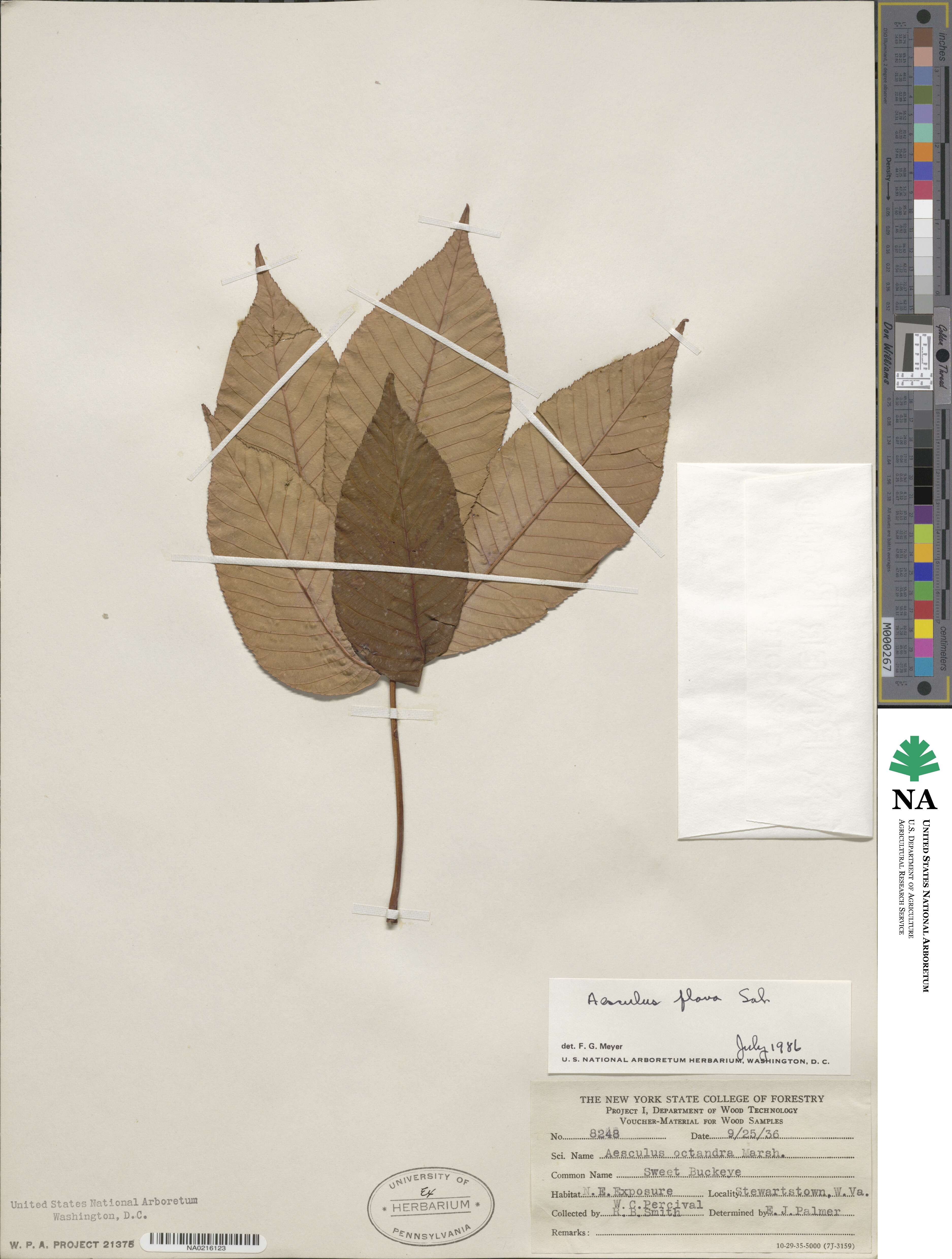 Aesculus flava image