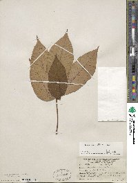 Aesculus flava image