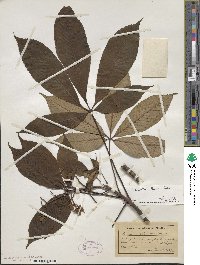 Aesculus flava image