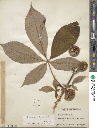 Aesculus flava image