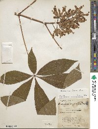 Aesculus flava image