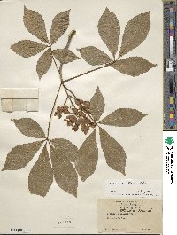 Aesculus flava image