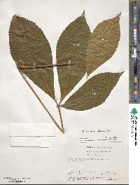 Aesculus flava image