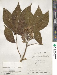 Aesculus flava image