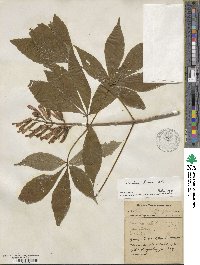 Aesculus flava image