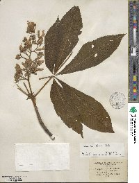 Aesculus flava image