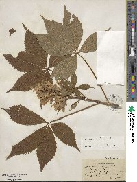 Aesculus flava image