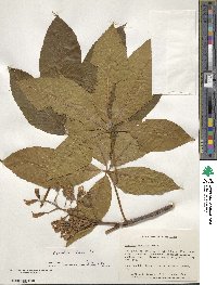 Aesculus flava image