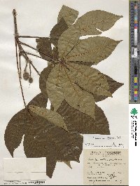 Aesculus flava image