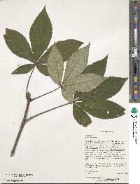 Aesculus flava image