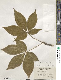 Aesculus flava image