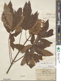 Aesculus flava image