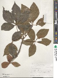 Aesculus glabra image