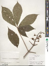 Aesculus glabra image