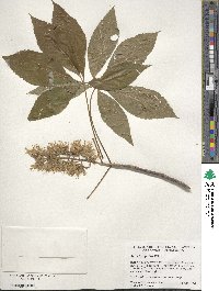 Aesculus glabra image