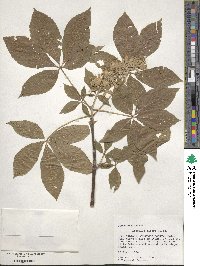 Aesculus glabra image