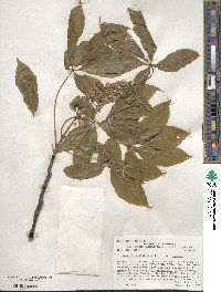 Aesculus glabra image