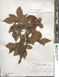 Aesculus glabra image