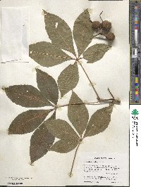 Aesculus glabra image