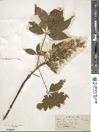 Aesculus glabra image