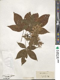 Aesculus glabra image