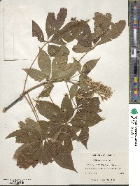 Aesculus glabra image