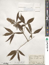 Aesculus glabra image