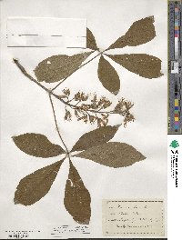 Aesculus glabra image