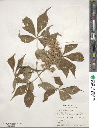 Aesculus glabra image