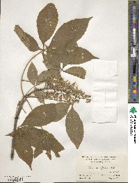 Aesculus glabra image