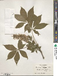 Aesculus glabra image