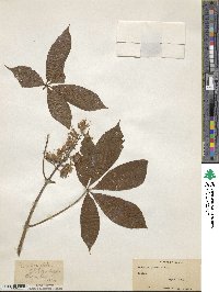 Aesculus glabra image