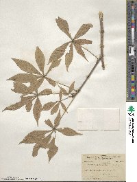 Aesculus glabra image