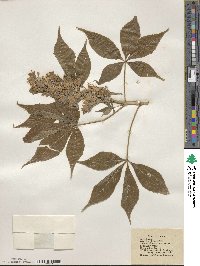 Aesculus glabra image