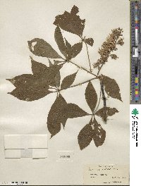 Aesculus glabra image