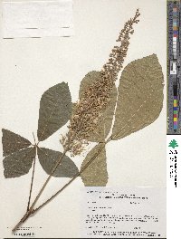 Aesculus parviflora image